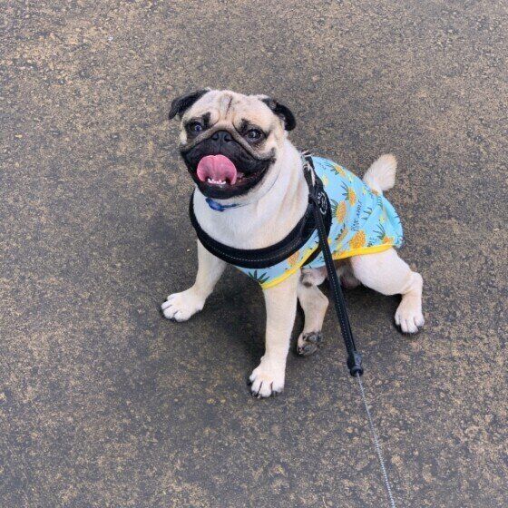 獣医師監修 犬が吐くのはストレス 症状や嘔吐物の色から原因を解明 いぬのきもちweb Magazine